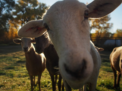 A few of our sheep